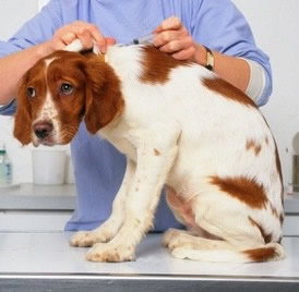 Perro recibiendo su vacuna en el veterinario