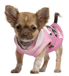 Cachorro de chihuahua con sudadera.