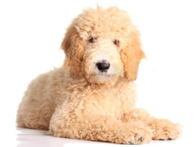 Cachorro de pelo blanco rizado.