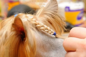 Pelo de perro con peinado en la peluquería.