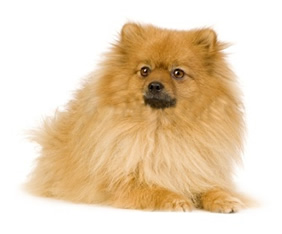 Perro Pomeranian como el rey de la selva.