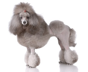 Perro Poodle con corte estilo continental.