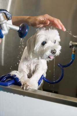 Perro bañándose en la ducha.